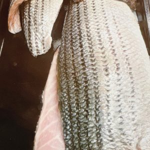 Local Caught Striped Bass